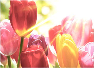 麻d国产传媒大象