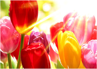 麻d国产传媒大象