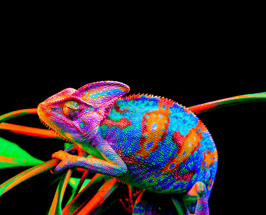 麻d国产传媒大象